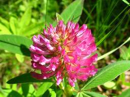 Clover