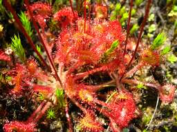 sundew