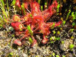sundew