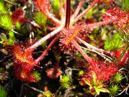 sundew