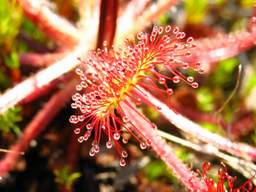 sundew