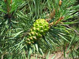 pinecone