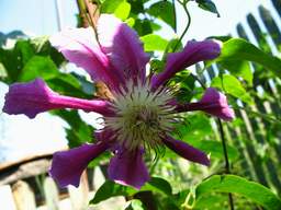 Clematis