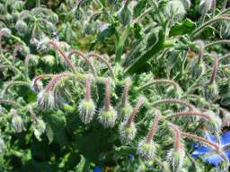 Borago