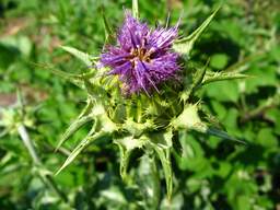 Blessed milk thistle (Silybum marianum)