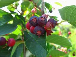 Sarvisberry (Amelanchier)
