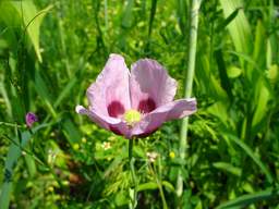 Poppy (Papaver)