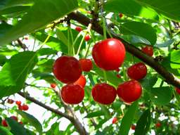 Cherry