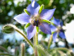 Borago