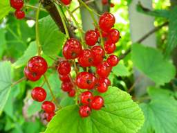 Red currant (Ribes rubrum)