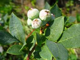 Blueberrie