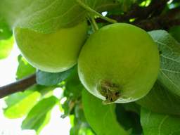 apples