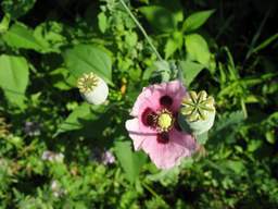 Poppy