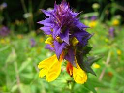 Melampyrum nemorosum