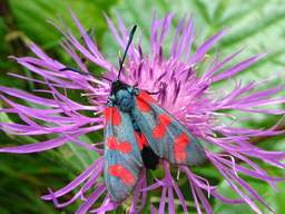 Six-spot Burnet (Zygaena filipendulae)