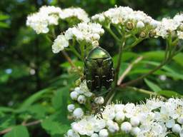 бронзовка (Cetonia aurata) на рябине