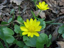 Лютик весенний (Чистяк, Ranunculus ficaria)