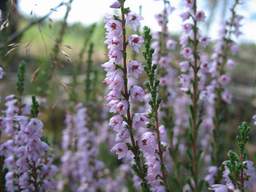 Вереск (Calluna vulgaris)