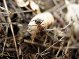 ant
