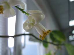 flower lemon
