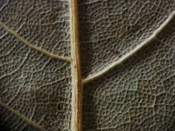 Dried leave