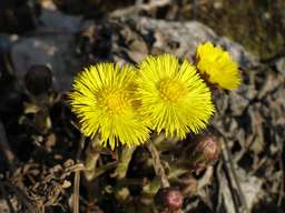 Coltsfoot