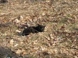 black cat