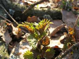 Nettle (Urtica)
