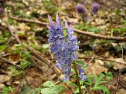 Corydalis solida