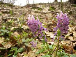 Corydalis solida