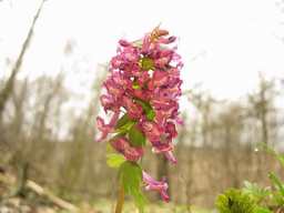 Ряст плотный (Хохлатка плотная, Corydalis solida)