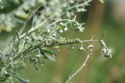 caterpillar