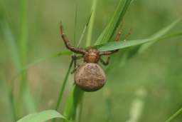 spider