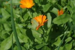 Common Brimstone (Gonopteryx rhamni)