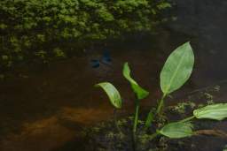 dragonfly in flight
