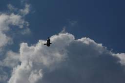 bird flies