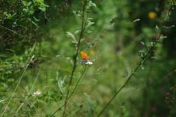 butterfly