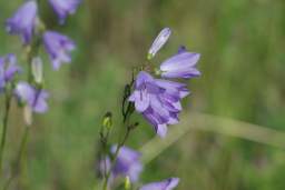bellflower (Campanula)