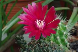 Gymnocalycium