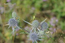 grasshopper