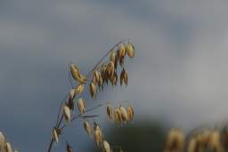 oats