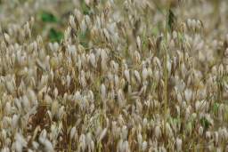 oats