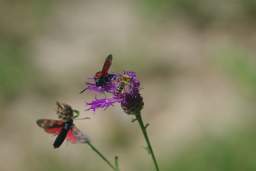 2 Zygaenidaes and bee
