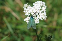 Zygaenidae