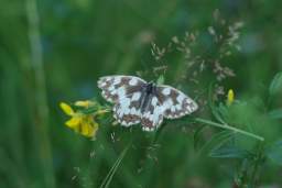 butterfly