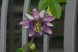 пассіфлора (Passiflorae)