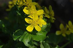 Лотаць балотная (Caltha palustris)