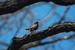 шпак (Sturnus vulgaris)