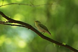 Пеначка (Phylloscopus)