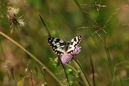 Галатэя (Melanargia galathea) на паўночніку (Knautia)